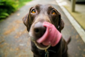 dog face close up