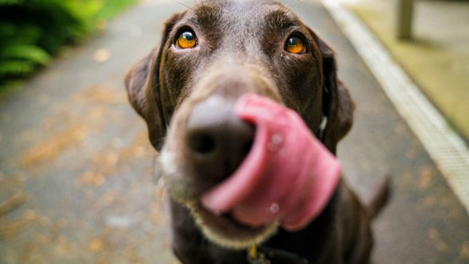 dog face close up